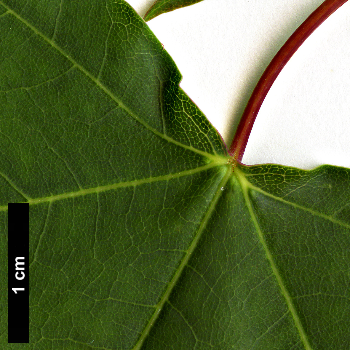 High resolution image: Family: Sapindaceae - Genus: Acer - Taxon: shenkanense 